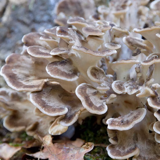 Estratto di polvere di funghi Maitake Estratto di Grifola Frondosa